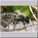 Andrena vaga - Weiden-Sandbiene -06- m03 9mm.jpg